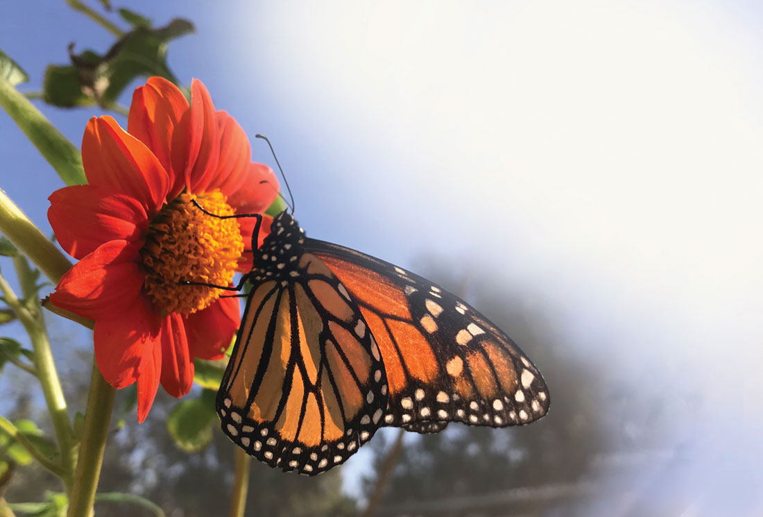 4th Annual Topanga Butterfly Day