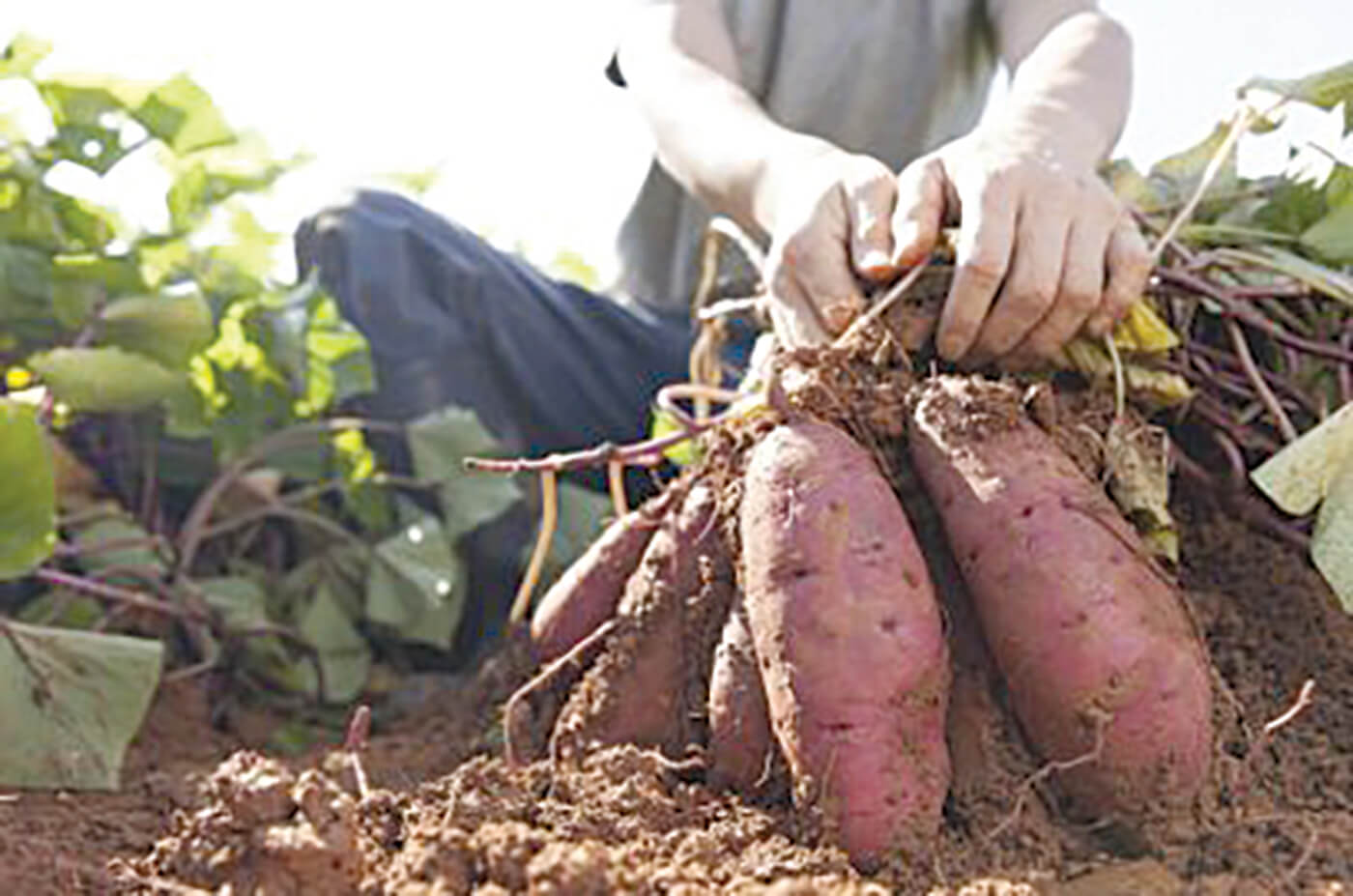 Are sweet potatoes a climate-resilient crop of the future?