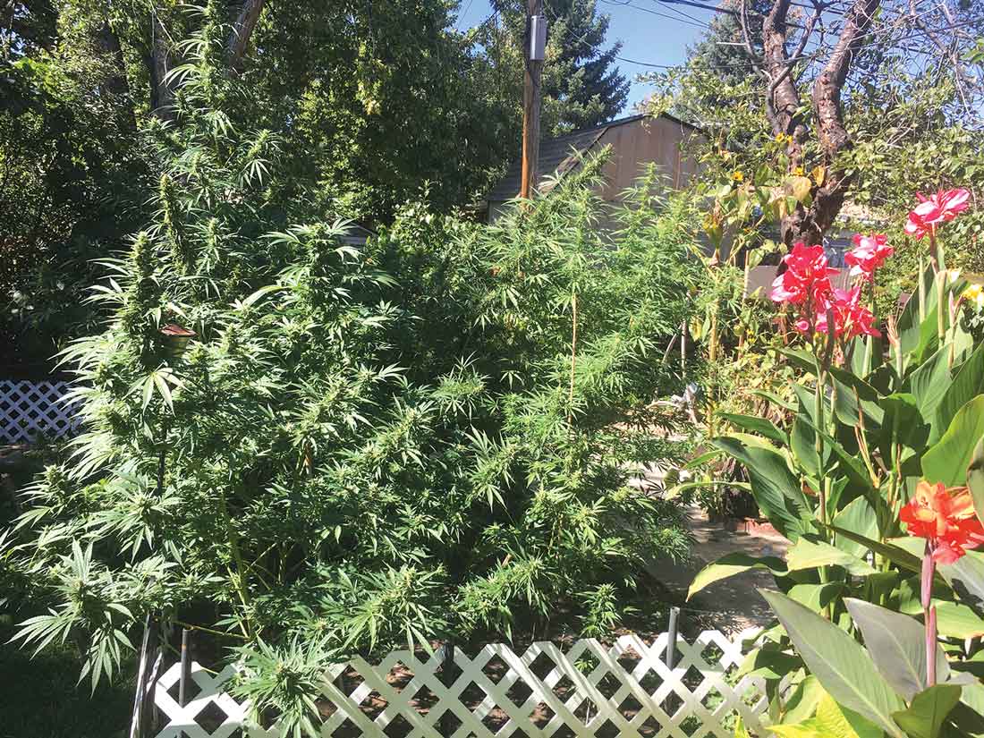 Cannabis Cultivation Culture Evolves