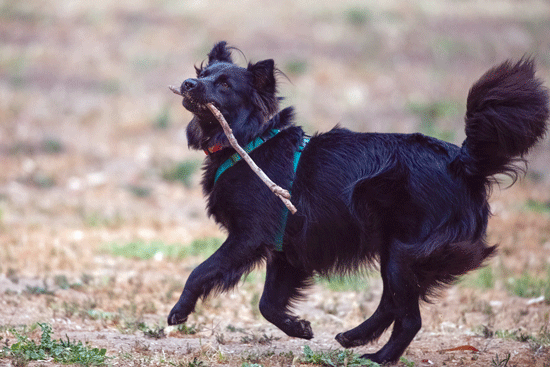 Dog Days in Topanga