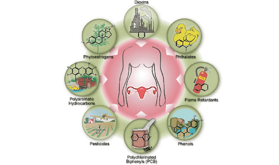 Endocrine Disruptors Are Everywhere