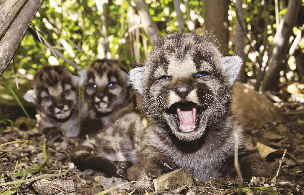 Three Little Kittens Born in the Santa Monica Mountains!