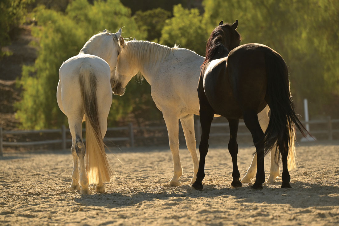 Equine Leadership Program