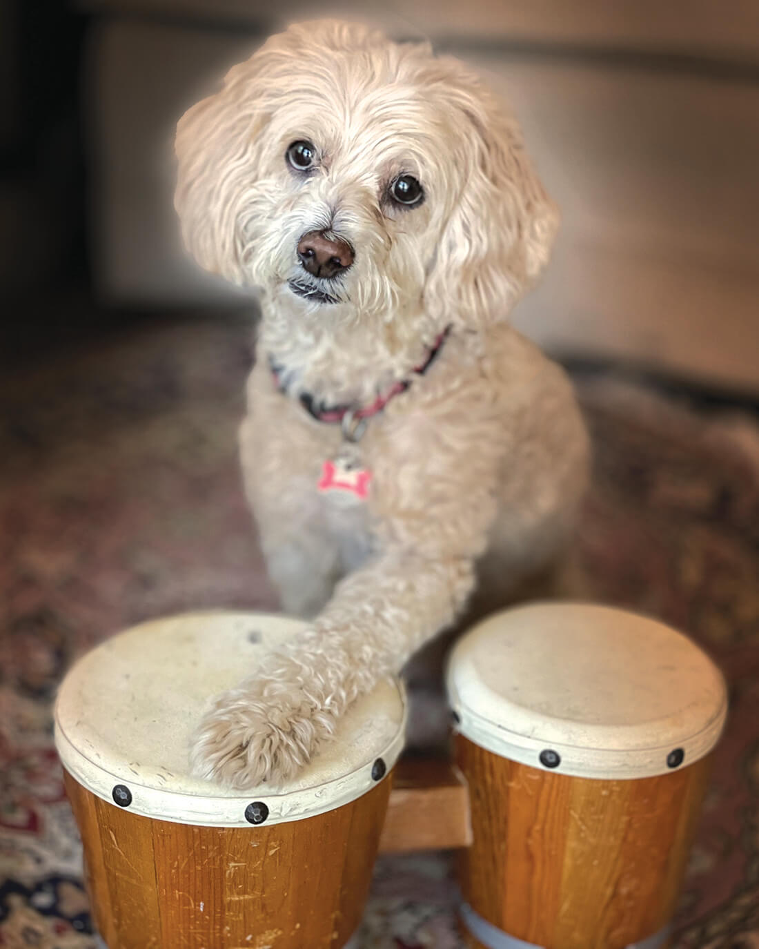 Apricot Loves Playing the Bongo Drum