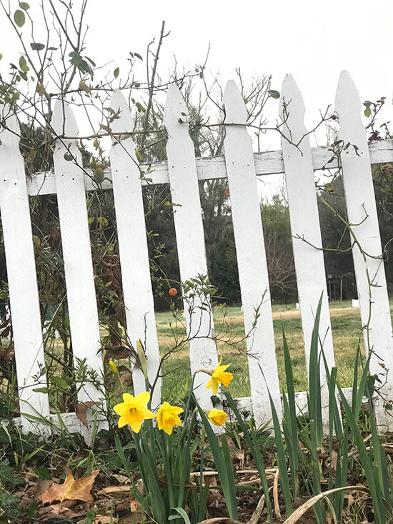 Harbingers of Spring