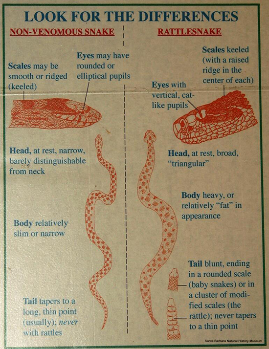 How to Tell a Gopher Snake from a Rattlesnake