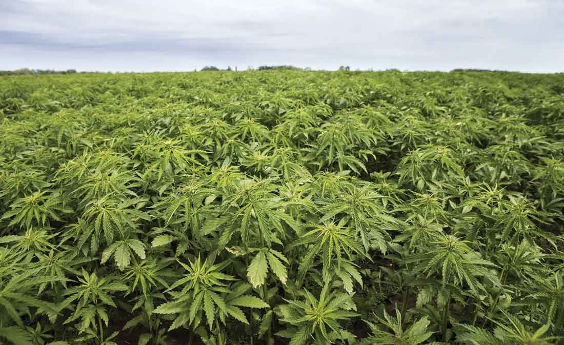 Industrial Hemp is Rapidly Expanding in America