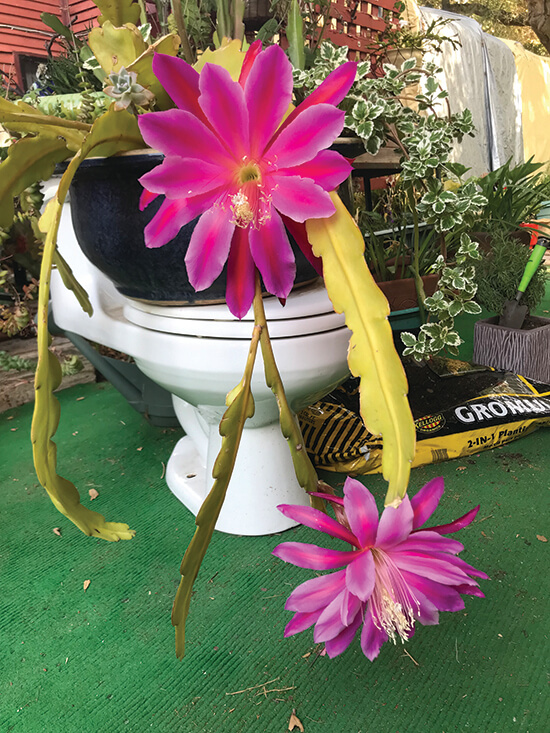 Night Blooming Cereus and the Computer