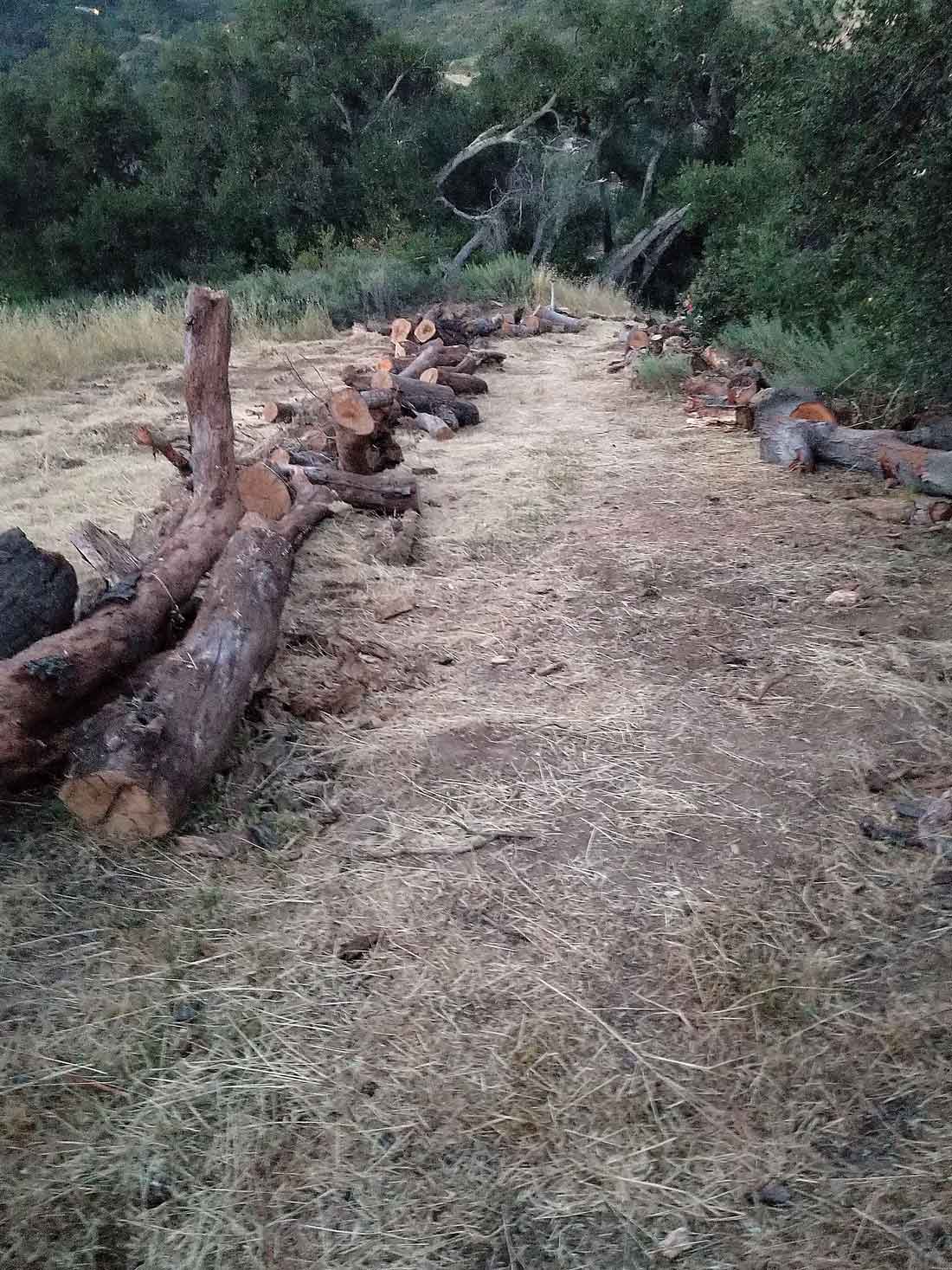 Oak Woodland Restoration to Begin at Topanga Elementary