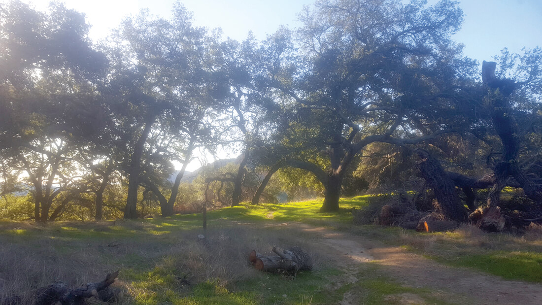 Protected Oaks Cut Down at Topanga Elementary