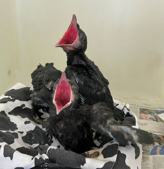 Springtime Orphans at California Wildlife Center