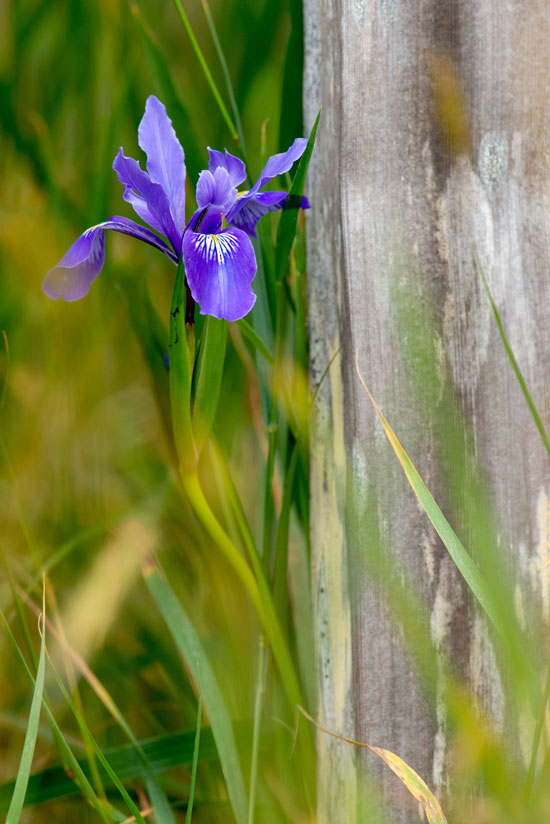-Lone Iris, Sonoma Coast-