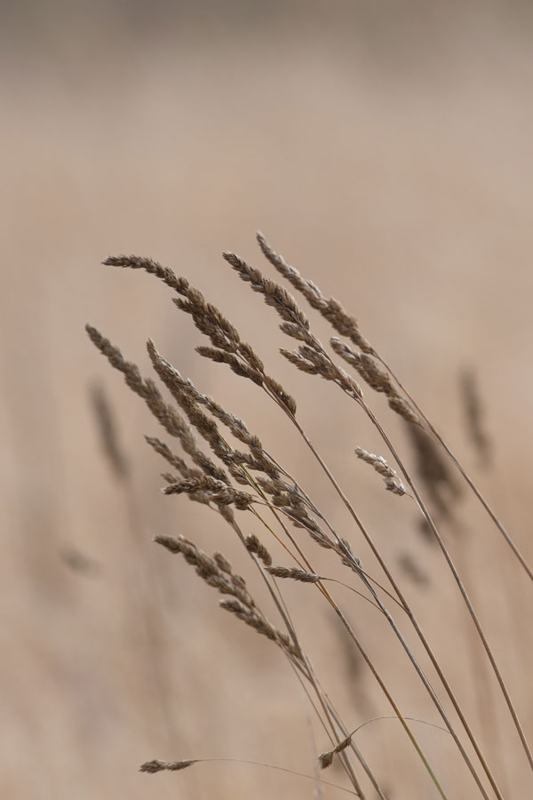 -Weeds and Wind-