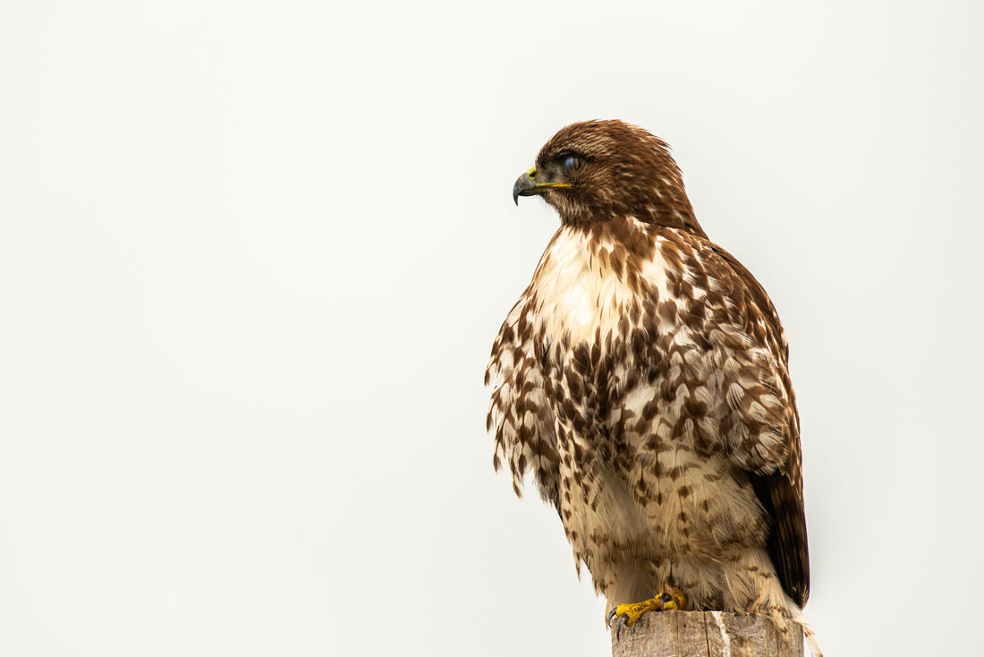 -Red Tail Hawk-
