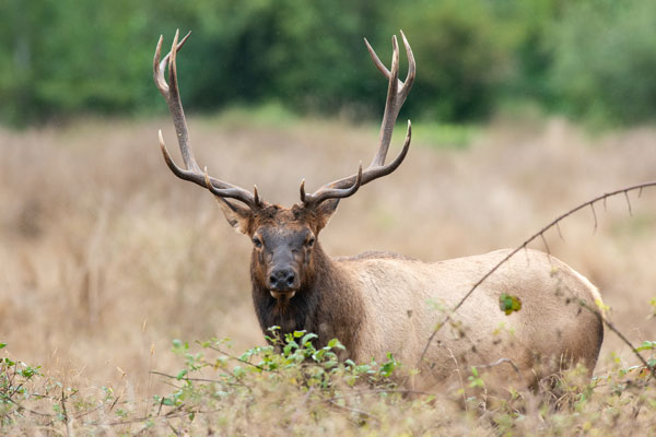 -Roosevelt Elk-
