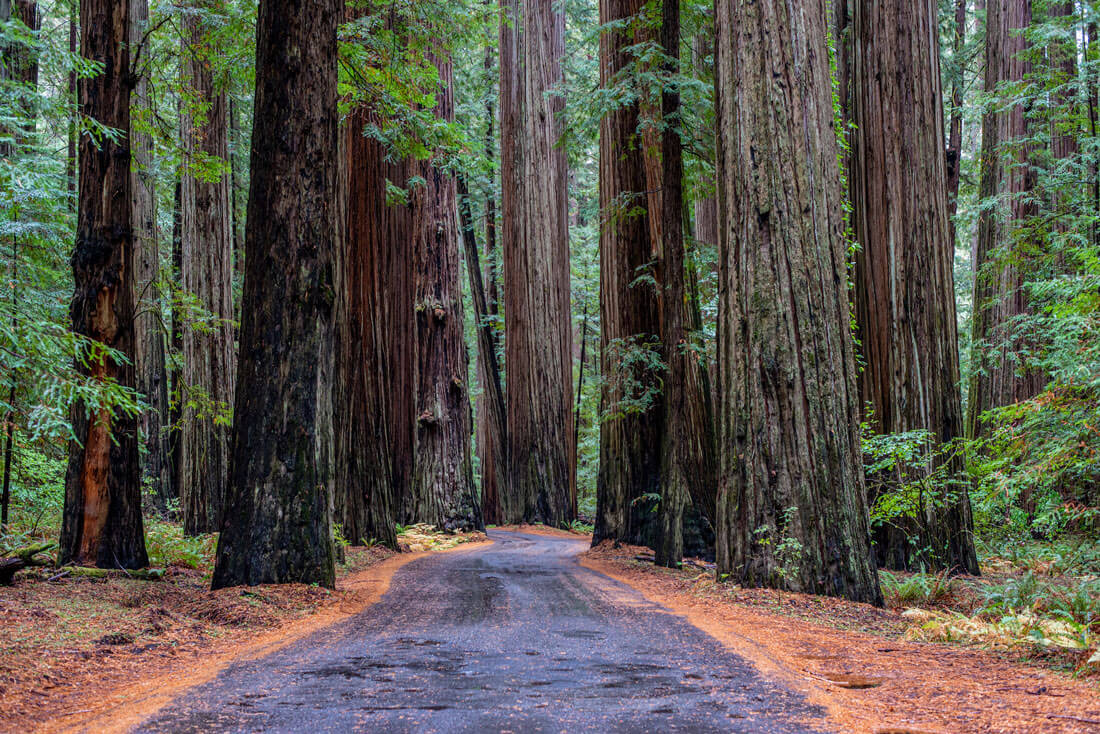 -Humboldt Redwood State Park-
