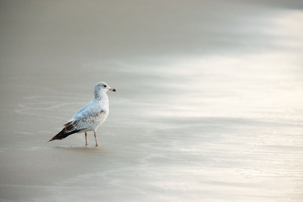 -Seagull at Kehoe Beach-
