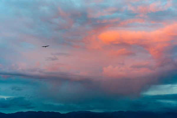 -A Turkey Vulture and Sunset-