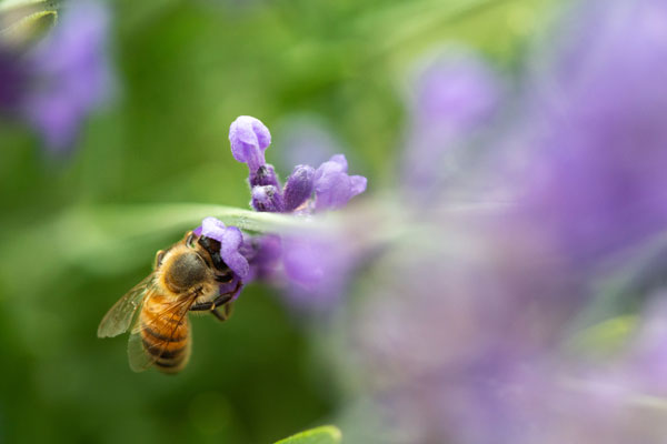 -Bee on Lavender-