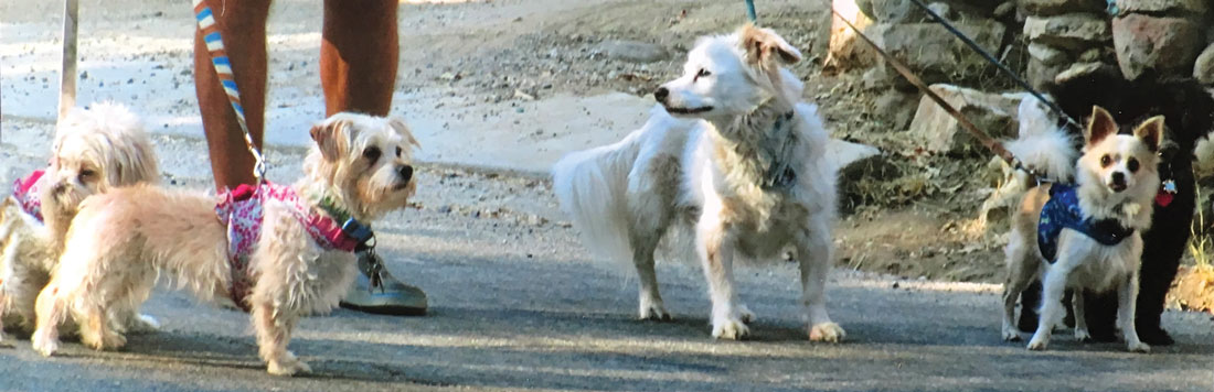 The Literary Dogs of Silvia Park