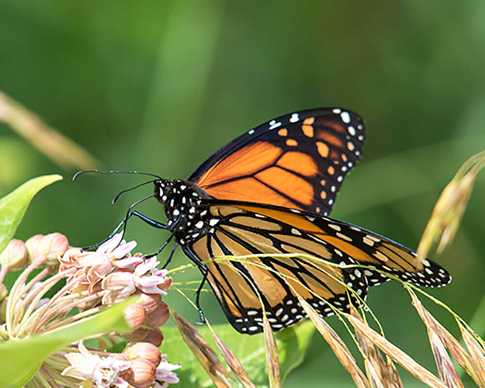 The Humble Milkweed
