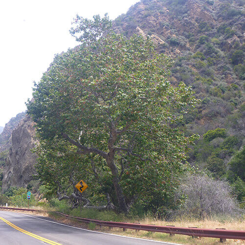 Springtime was Sick Time for California Sycamores