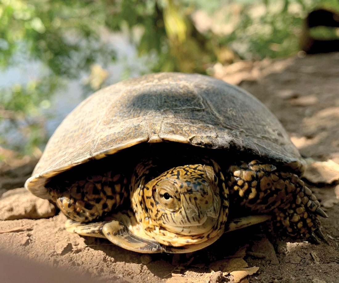 Western Pond Turtles